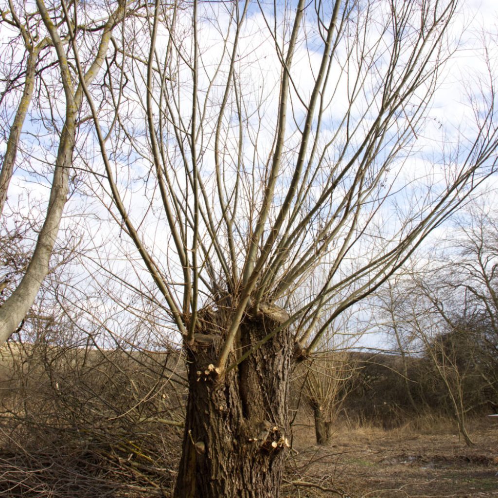 junge kopfweiden junge kopfweiden