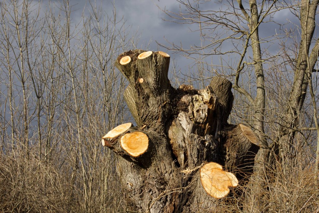 alte Kopfweide mit frischem Schnitt