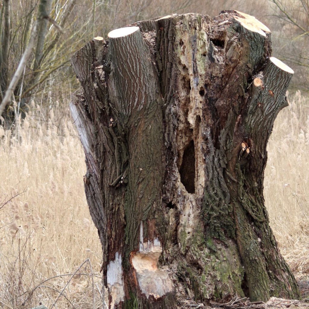 alte Kopfweide mit Biberspuren